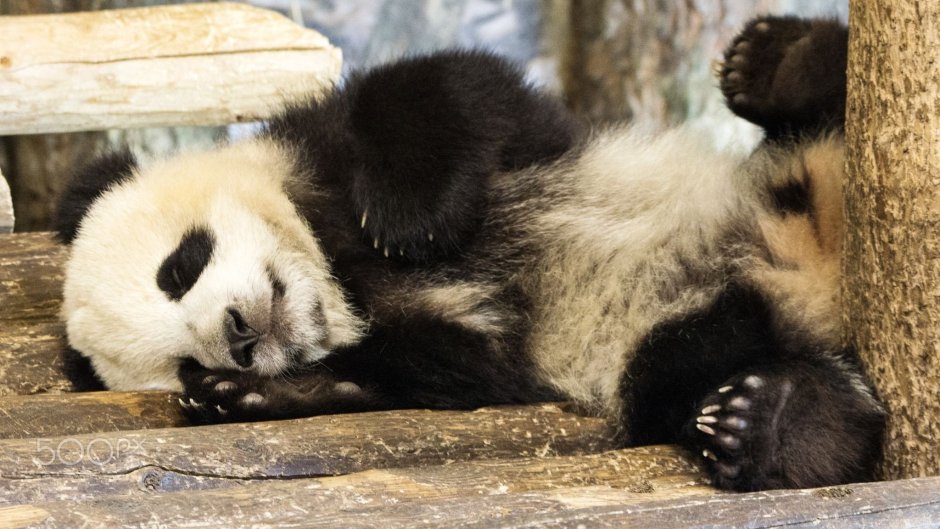 Няшные панды