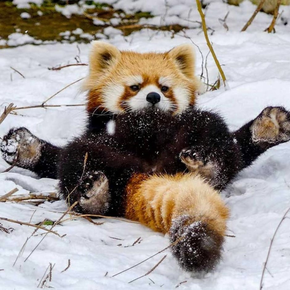 Ленивая Панда рисунок