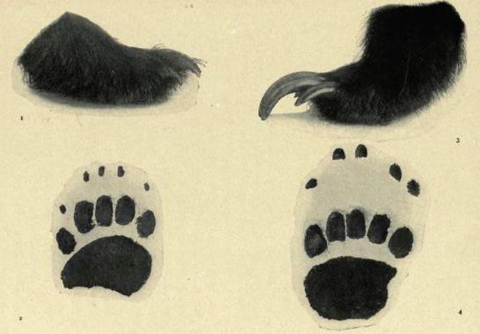 Пушистые кошачьи лапки