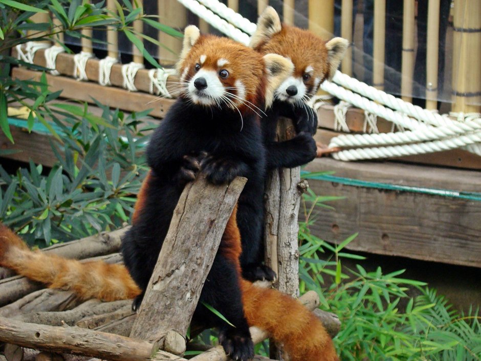 Мультяшные лапки панды