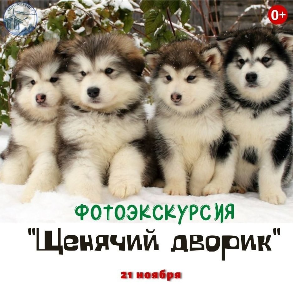 Щенки породы маламут