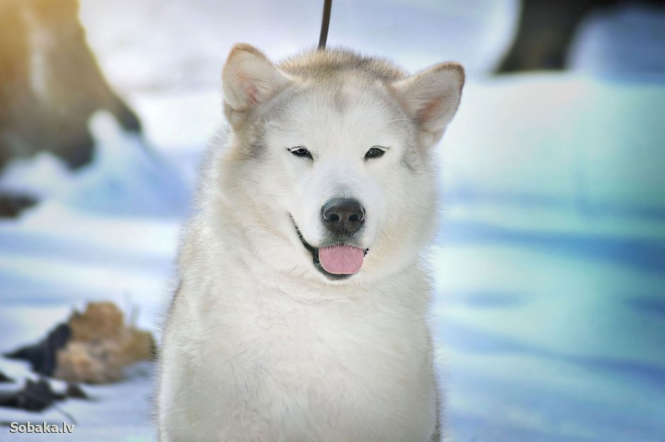 Arctic Angel Yoko Malamute