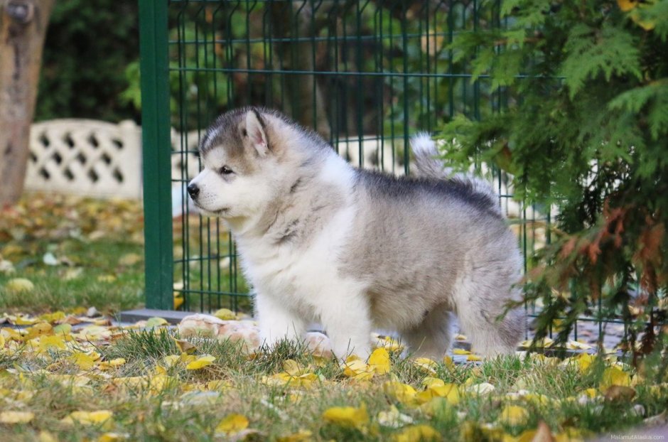 Маламут Аляскинский гигант
