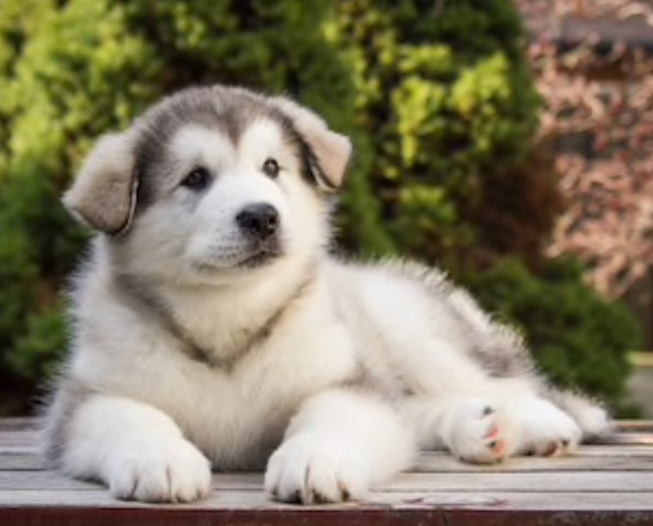 Маламут Puppies