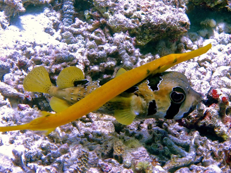 Aulostomus chinensis