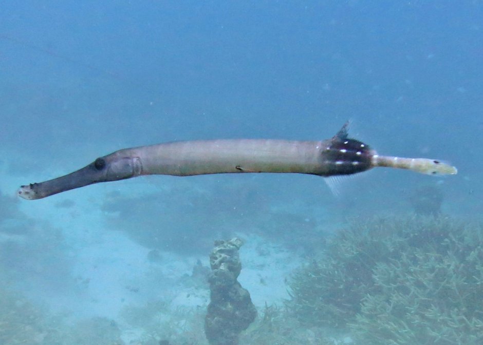 Семейство флейторыловые (Aulostomidae)