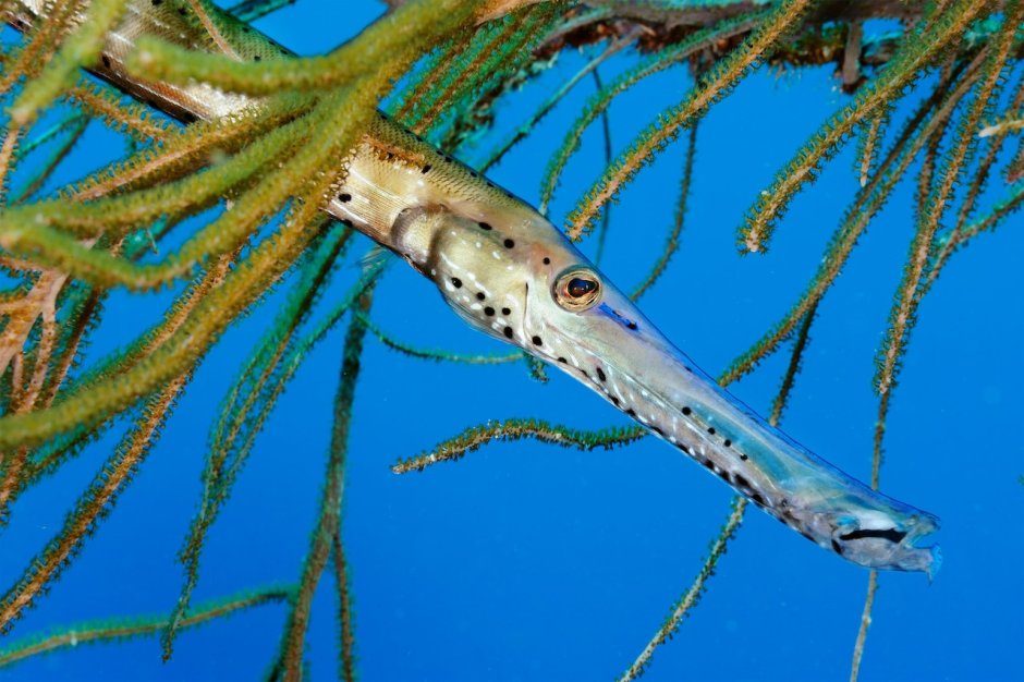 Aulostomus maculatus