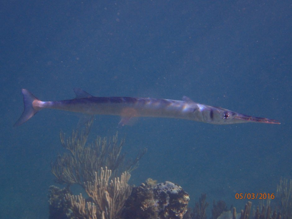 Aulostomus maculatus