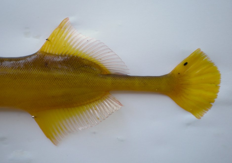Trumpetfish перевод