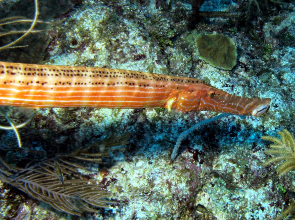 Рыба флейта красное море