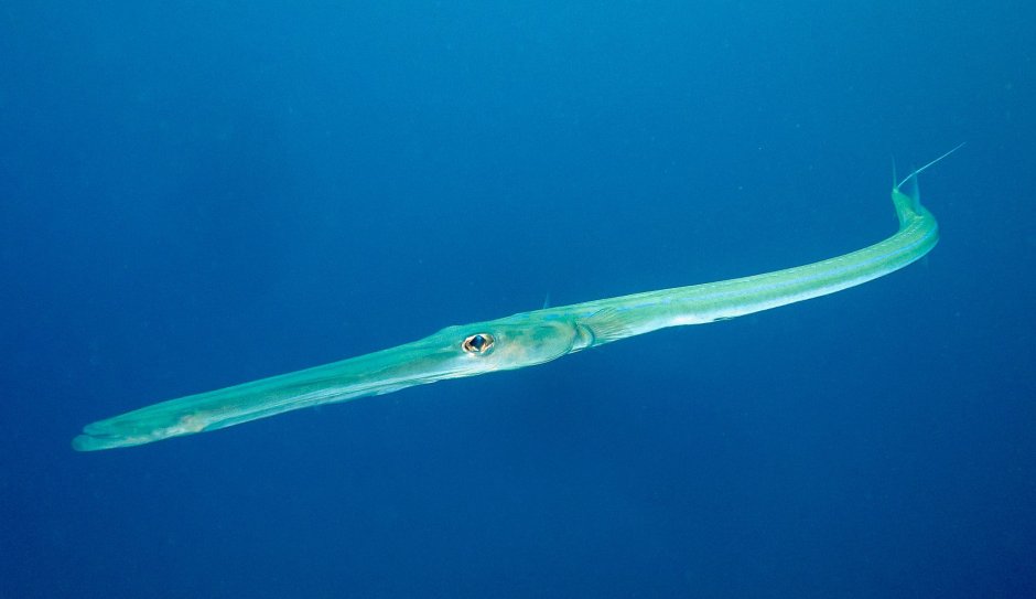 Рыба флейта Средиземное море