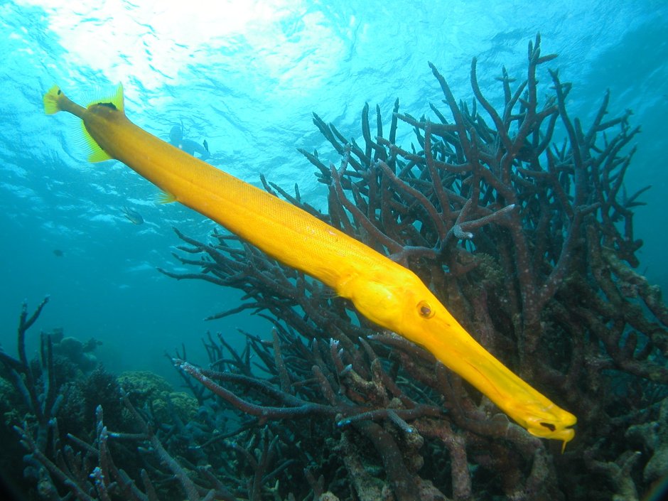 Рыба флейта красное море