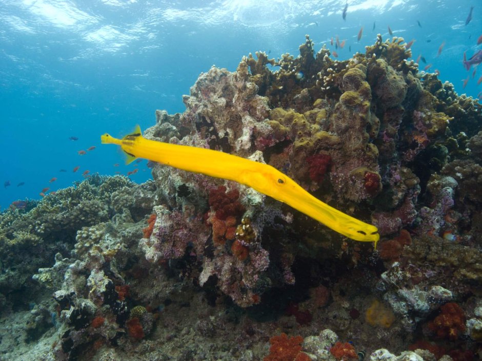 Gymnothorax polyuranodon