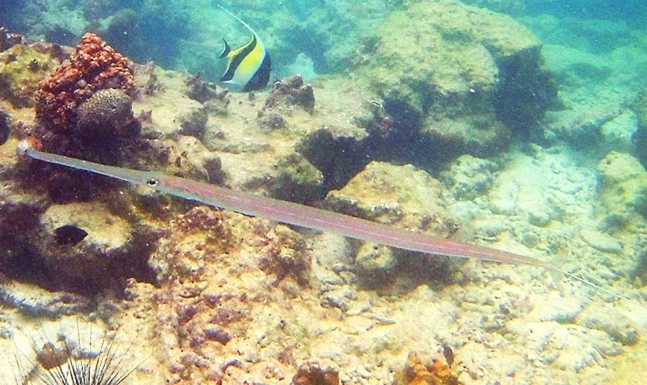 Рыба свистулька красное море