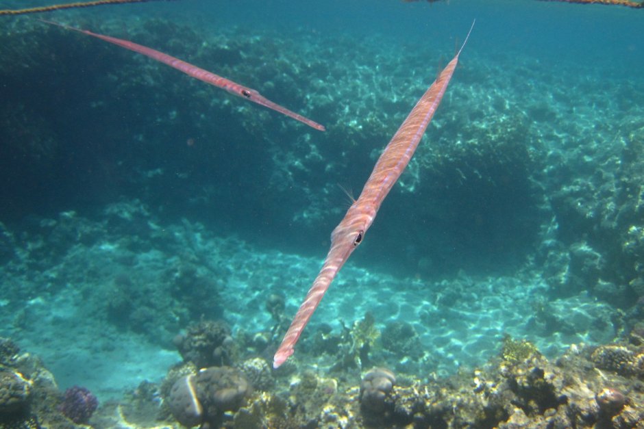Aulostomus chinensis