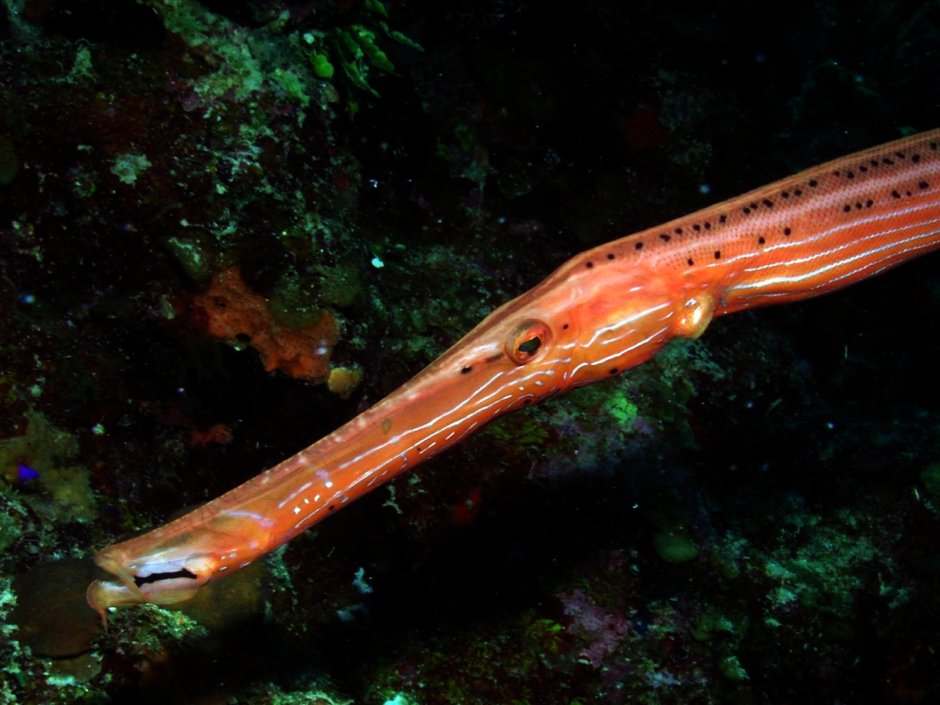 Рыба игла в черном море