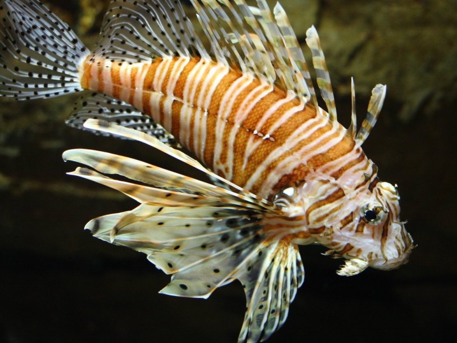 Aulostomus chinensis