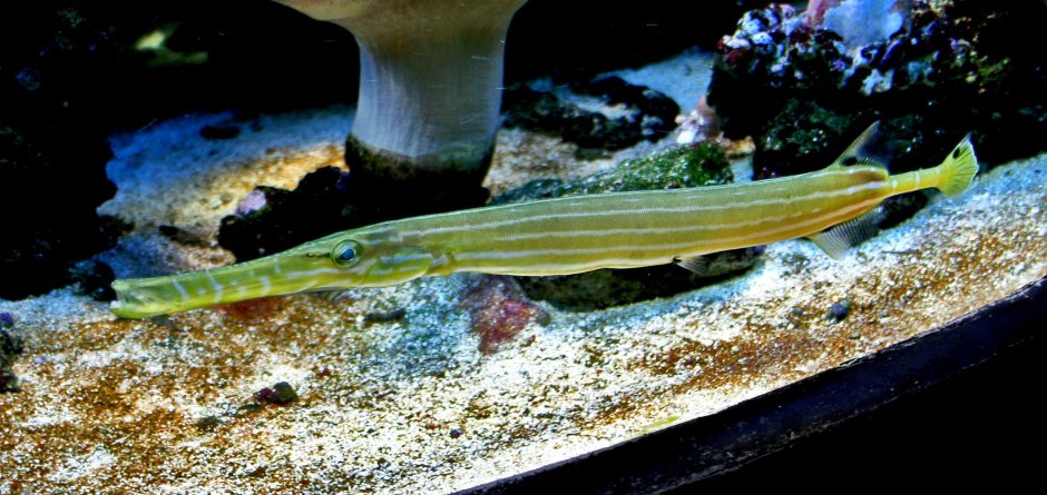 Aulostomus chinensis