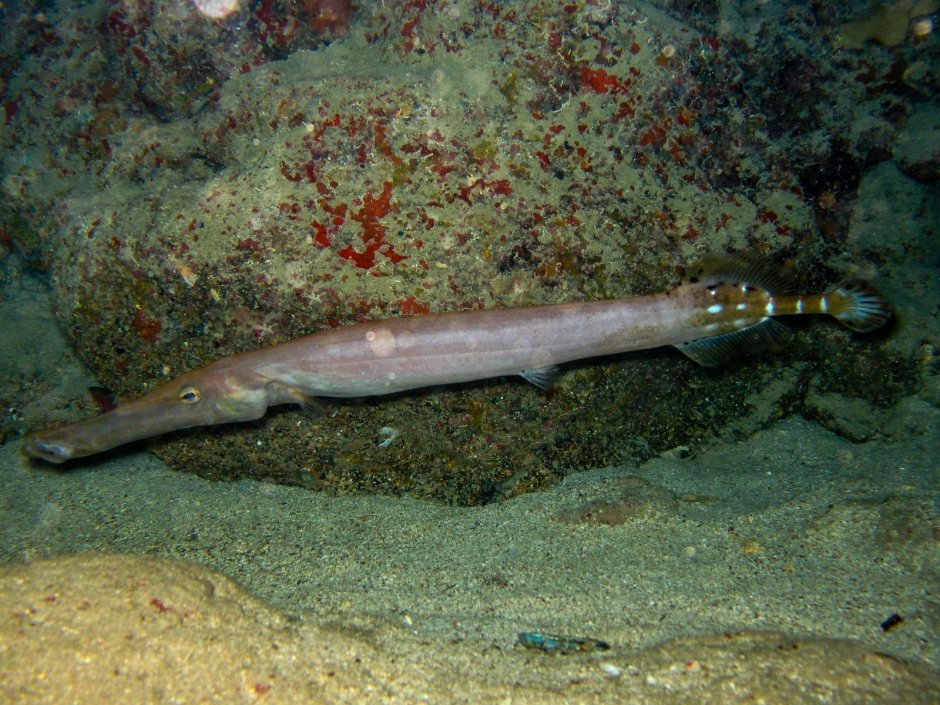 Fistularia commersonii