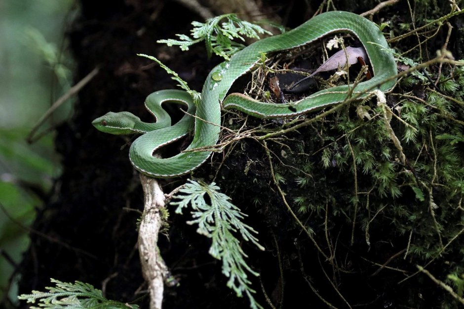 Свадьба со змеями в тропиках
