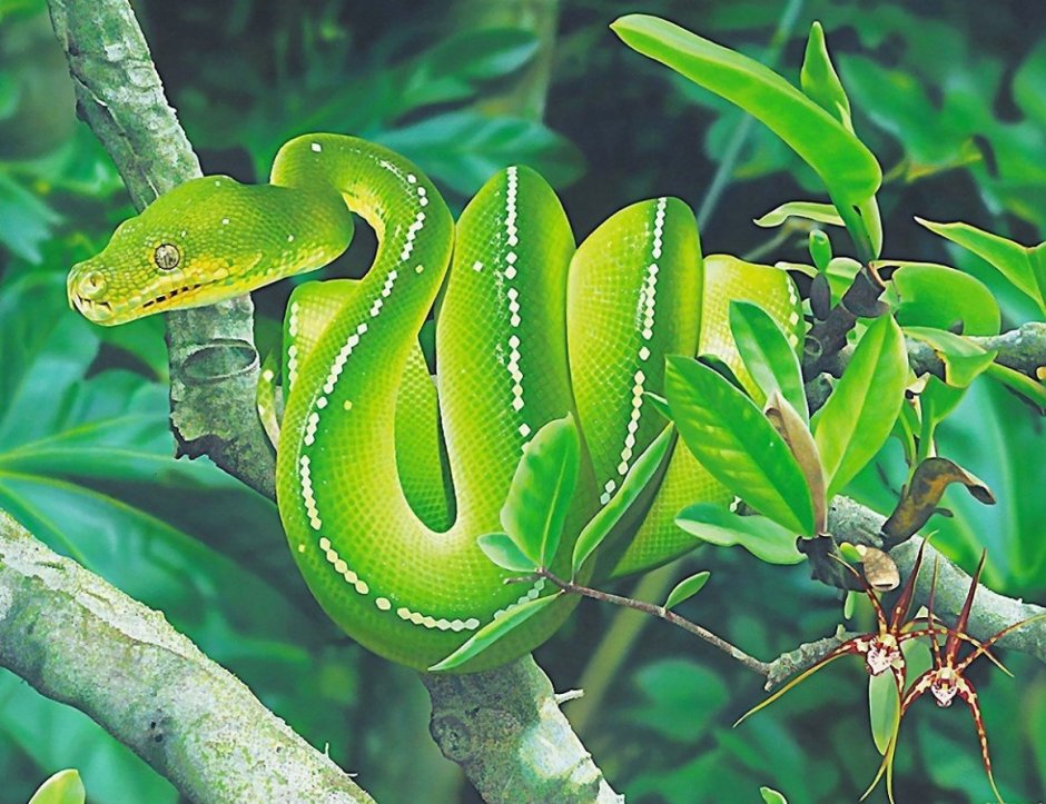 Зелёный питон Морелия