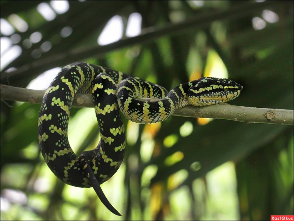 Животные тропических лесов питон