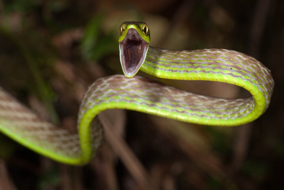 Змеи тропиков