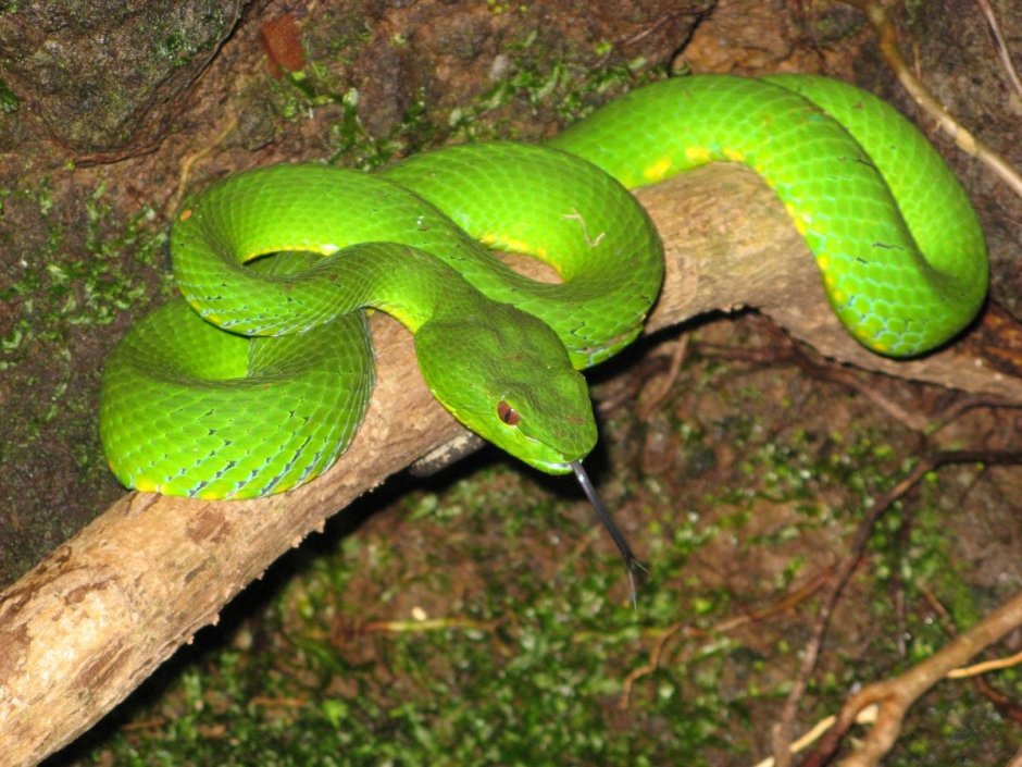 Тропические змеи