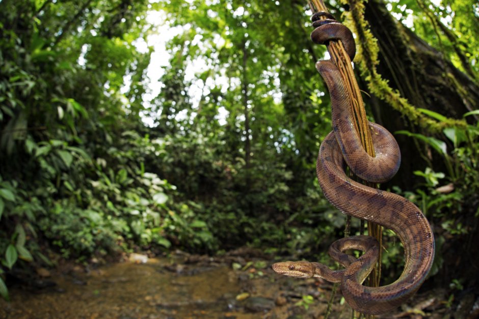 Змеи на деревьях