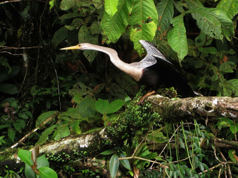 Дождевые леса Амазонии фауна