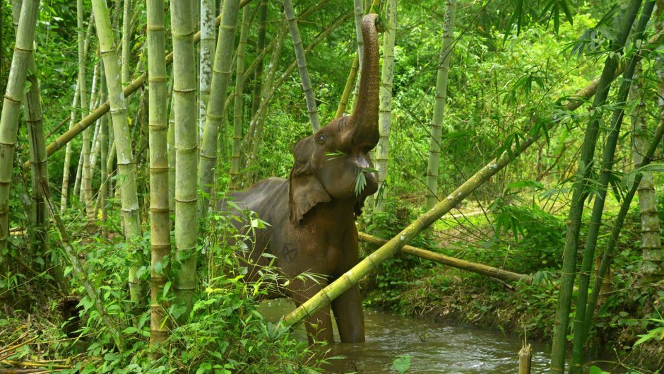 Слоны в бамбуковом лесу