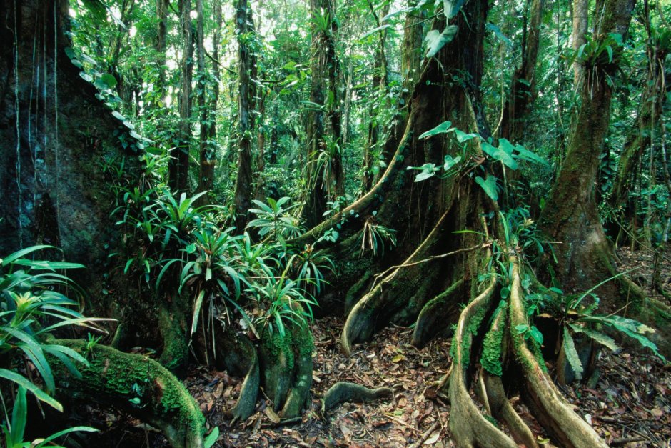 Влажные тропические леса Ацинананы
