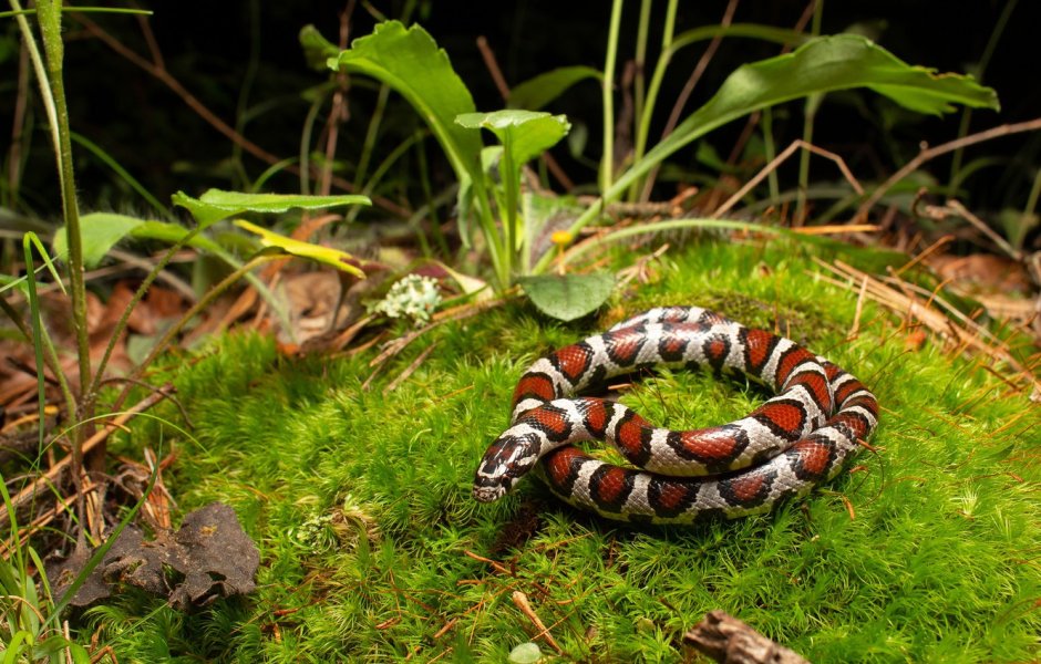 Змеи в природе