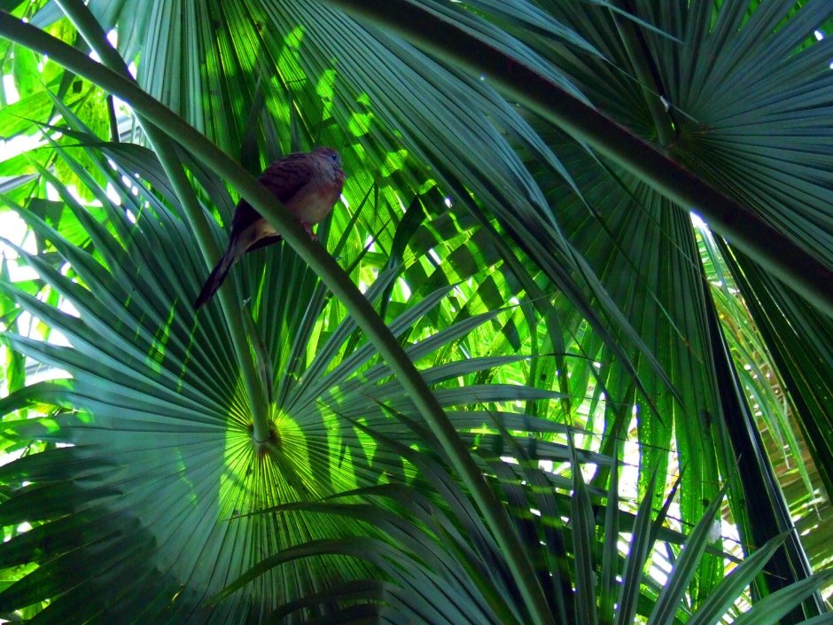 Тропические растения и птицы