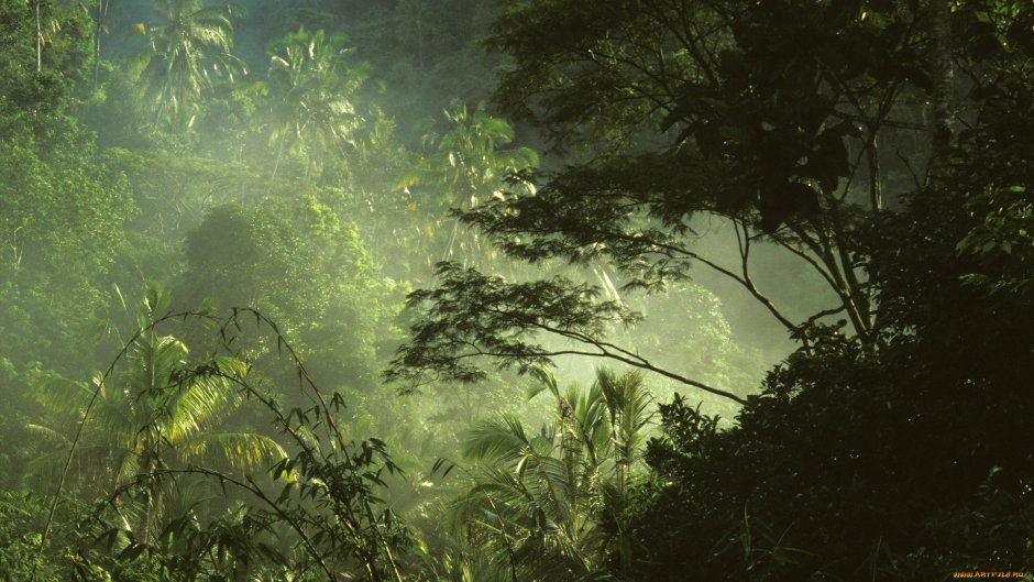 Тропические джунгли Вальверде
