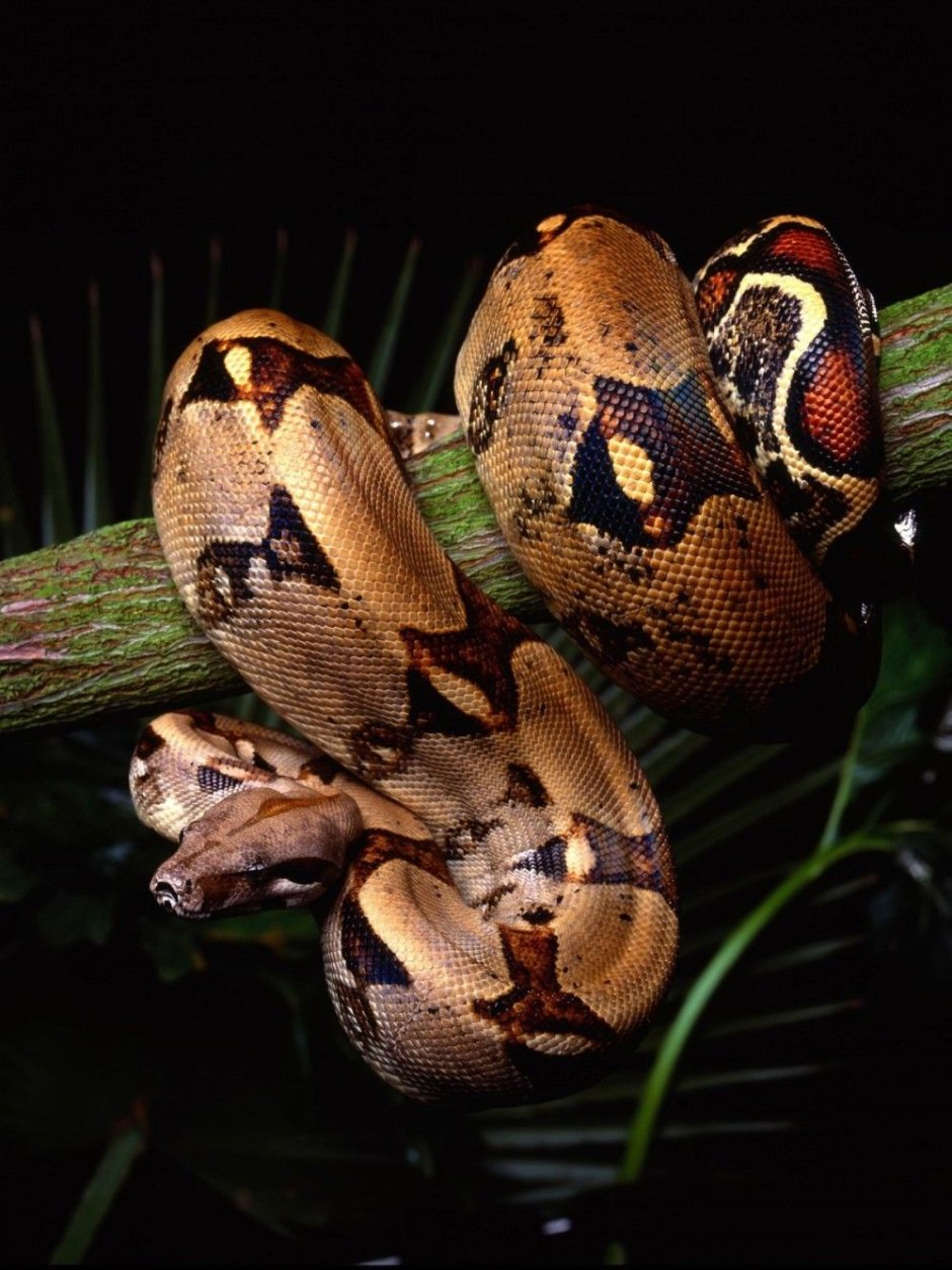 Питон тропического леса