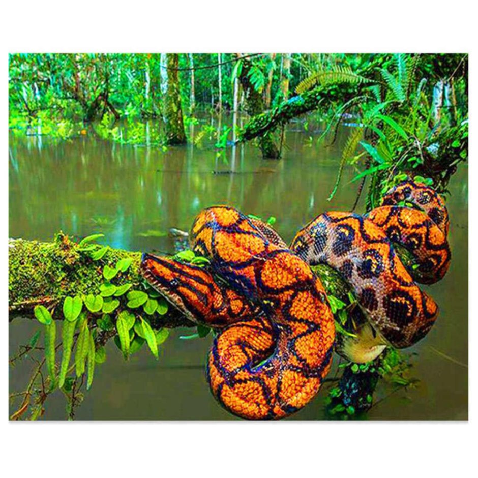 Тропический питон