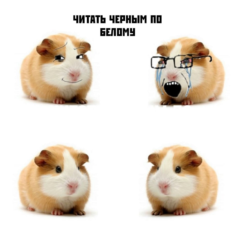 Морская Свинка лежит