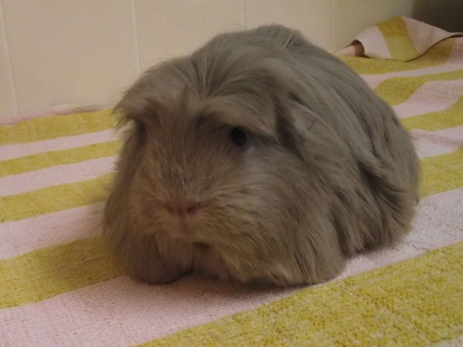 Cavia для морских свинок