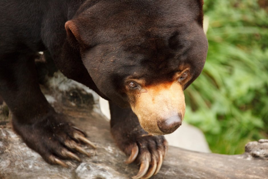 Бурый медведь – Ursus arctos l.