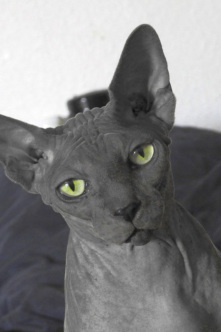 Лысые черные кошки