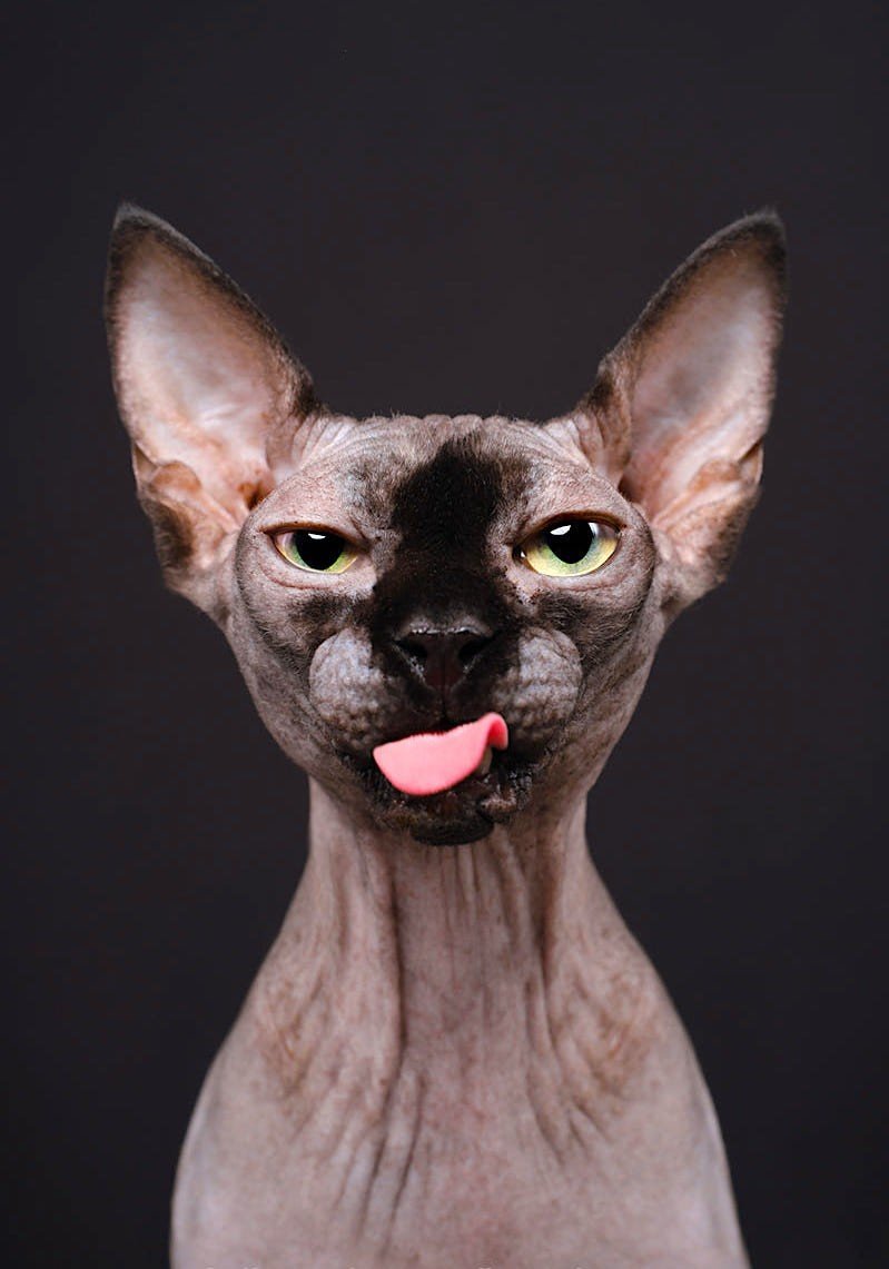 Американский сфинкс кошка