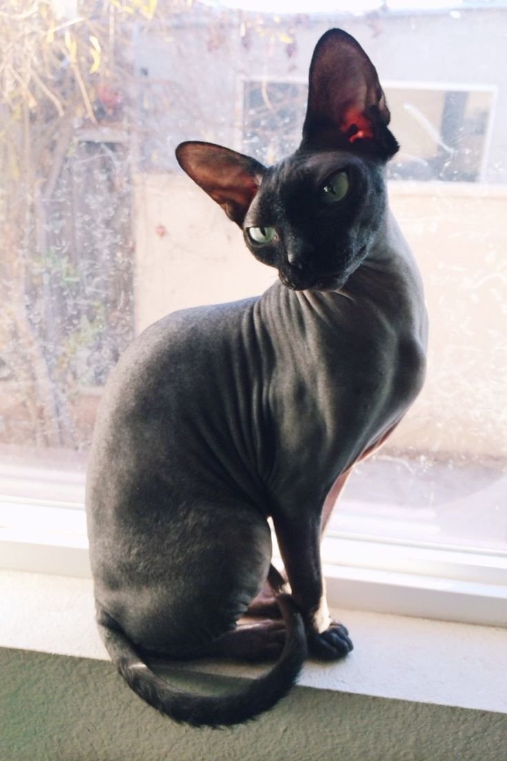 Сфинкс Петерболд черный