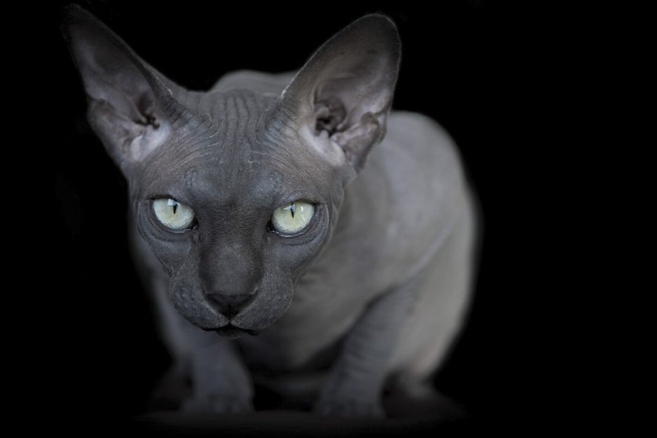 Сфинкс (порода кошек)