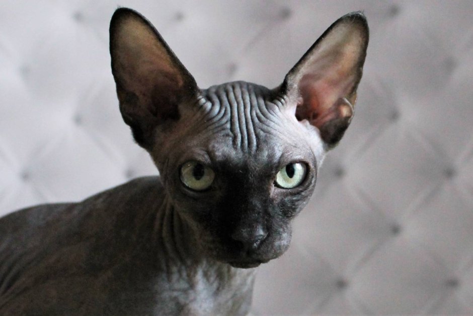 Канадский сфинкс темный