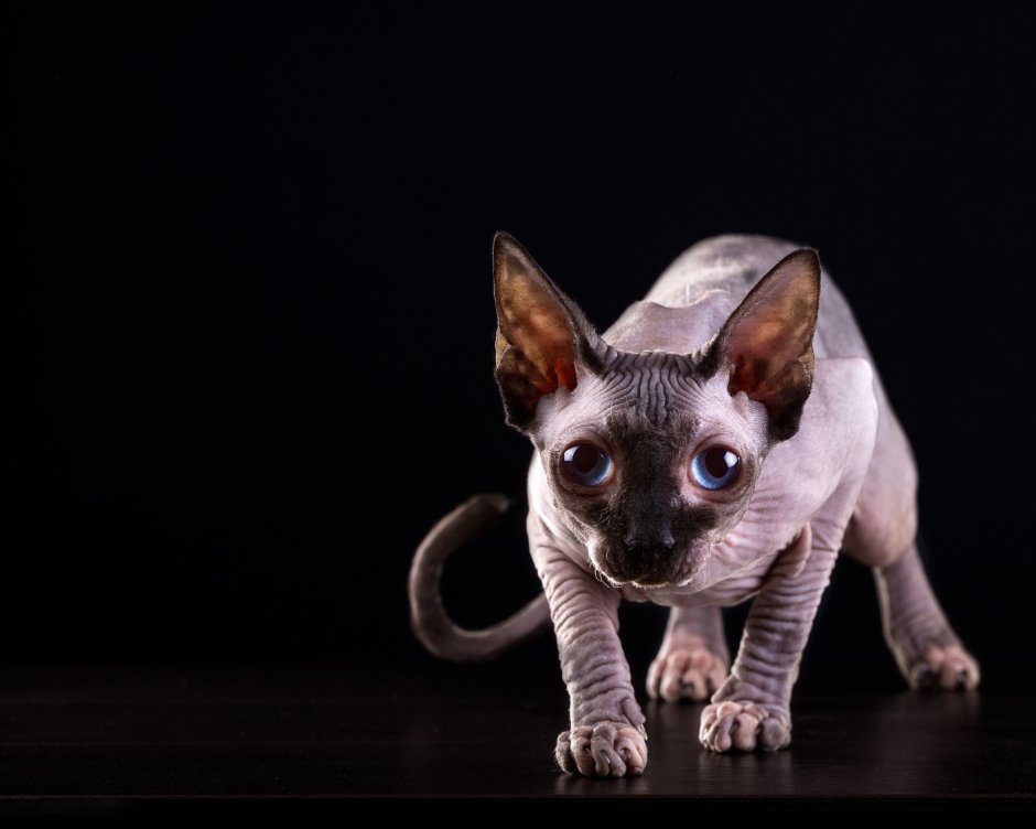 Канадский сфинкс