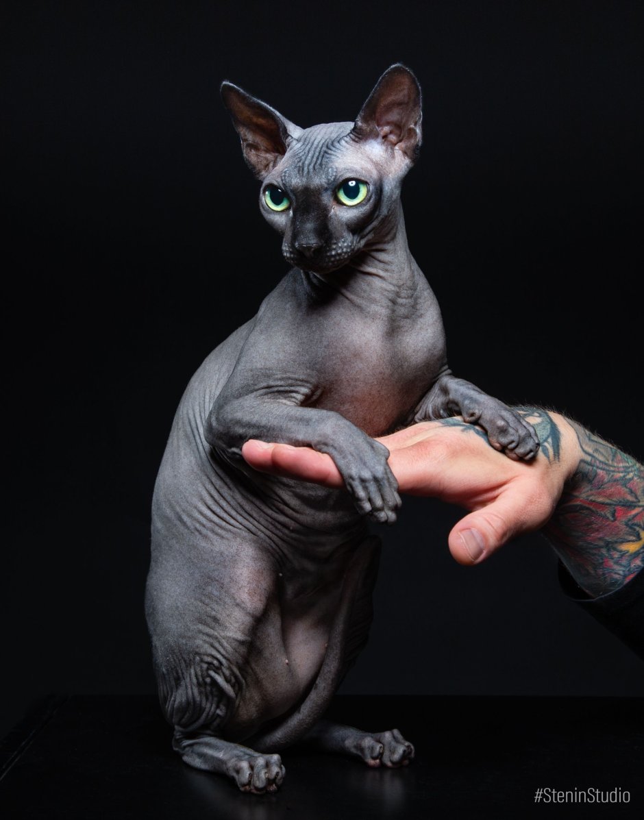 Канадский сфинкс черный