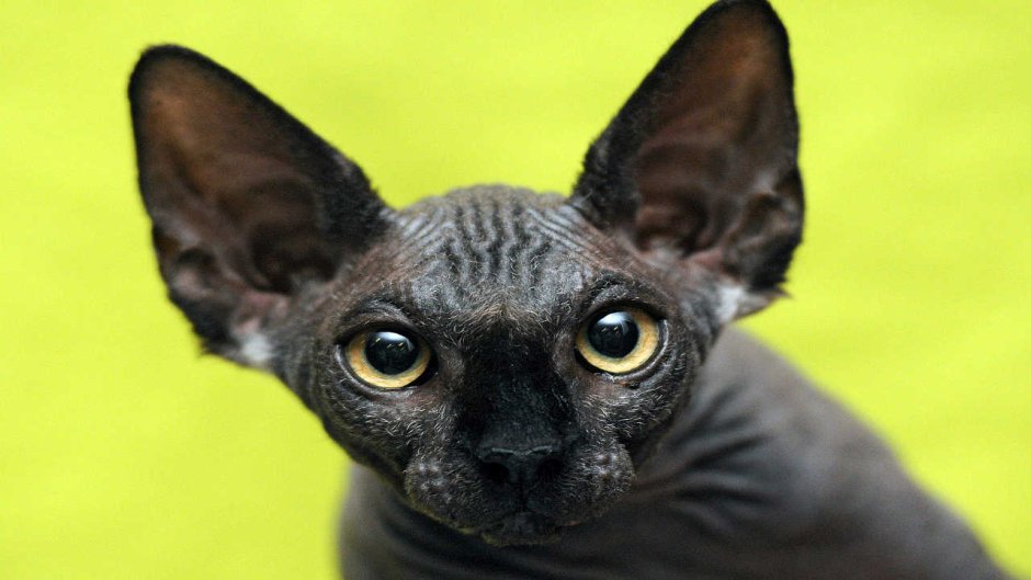 Чёрный сфинкс кошка