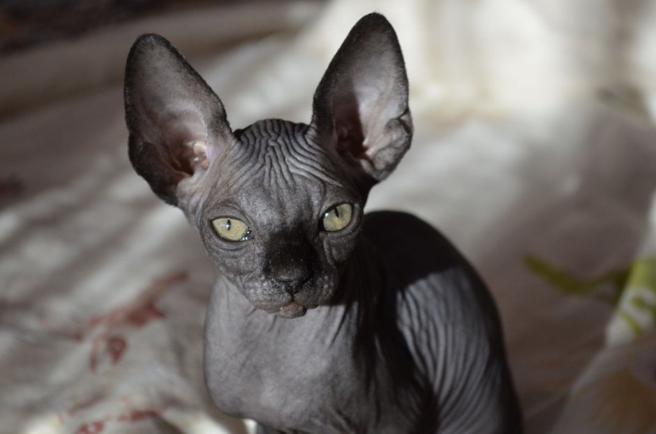 Канадский сфинкс разноглазый