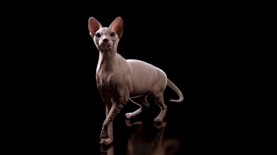 Сфинкс Петерболд обои